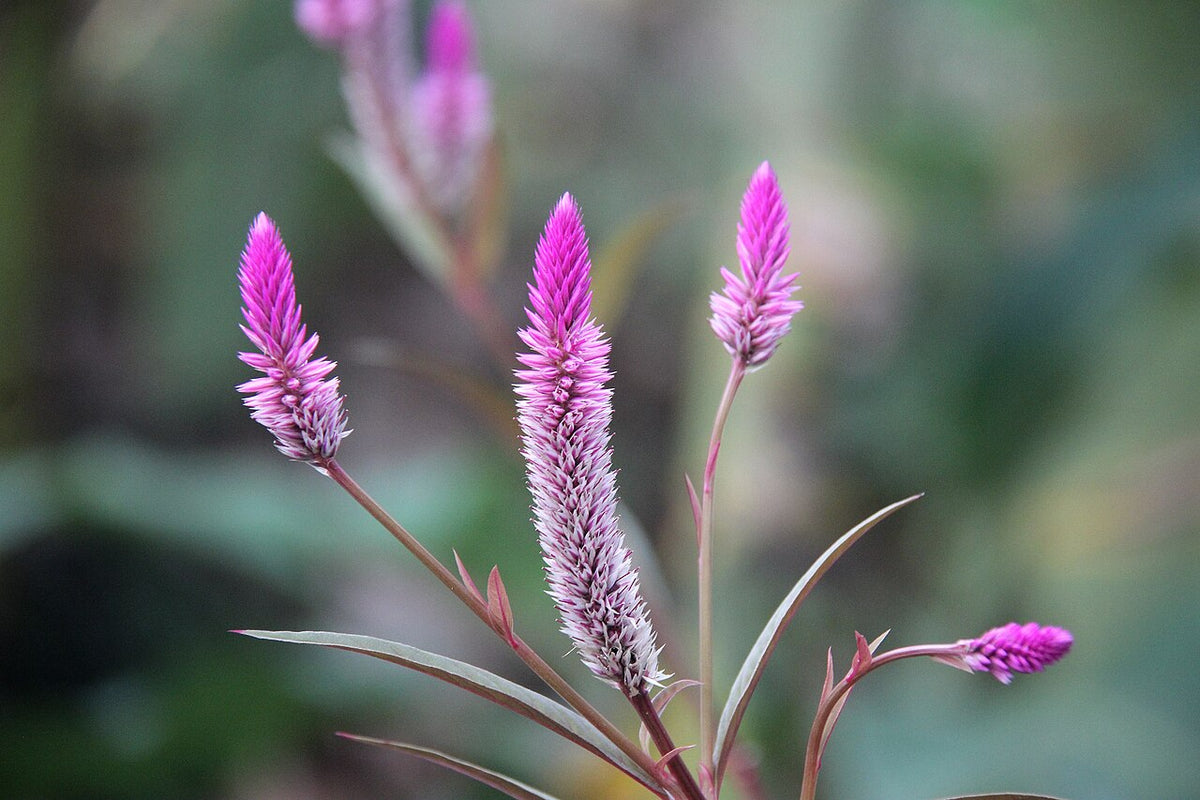 Celosia