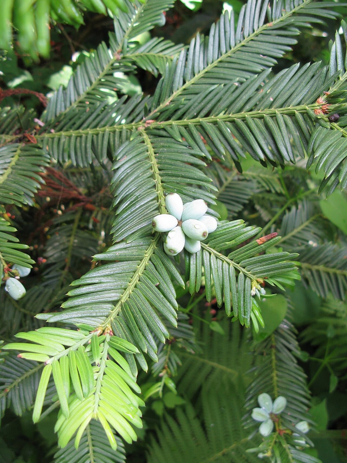 Japanese Plum Yew