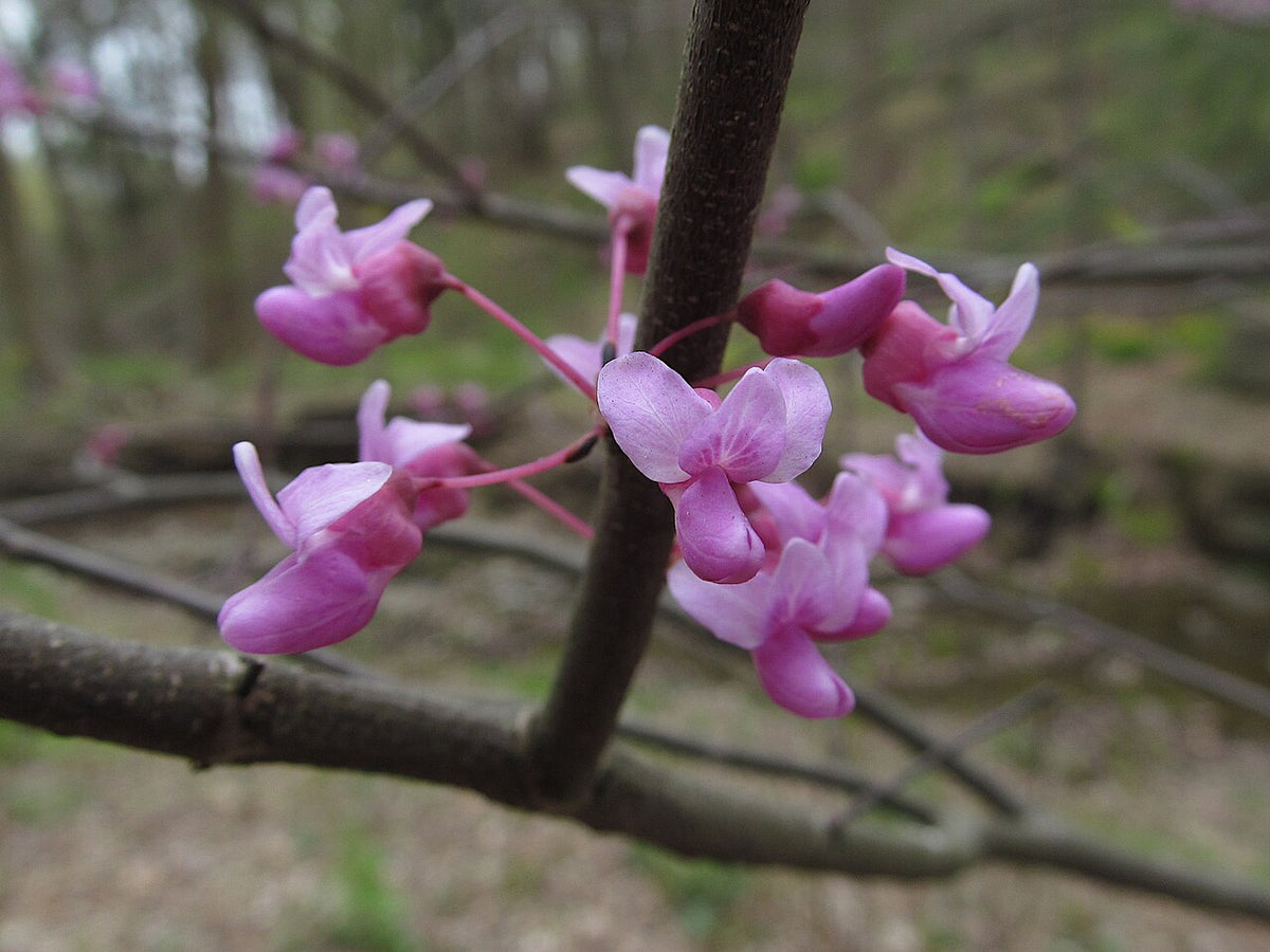 Weeping Redbud