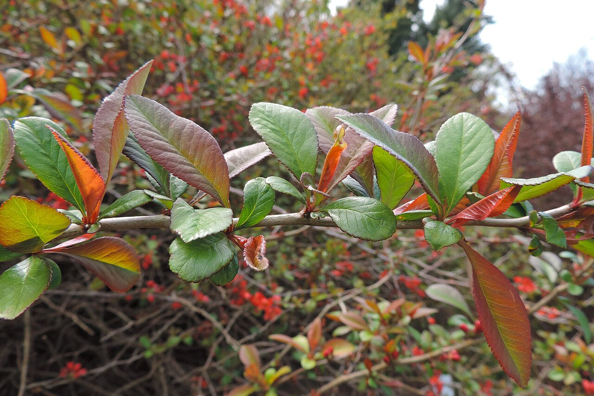Flowering Quince