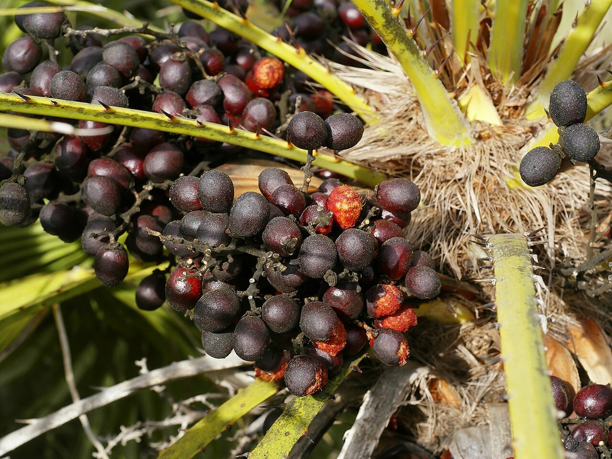 Mediterranean Fan Palm