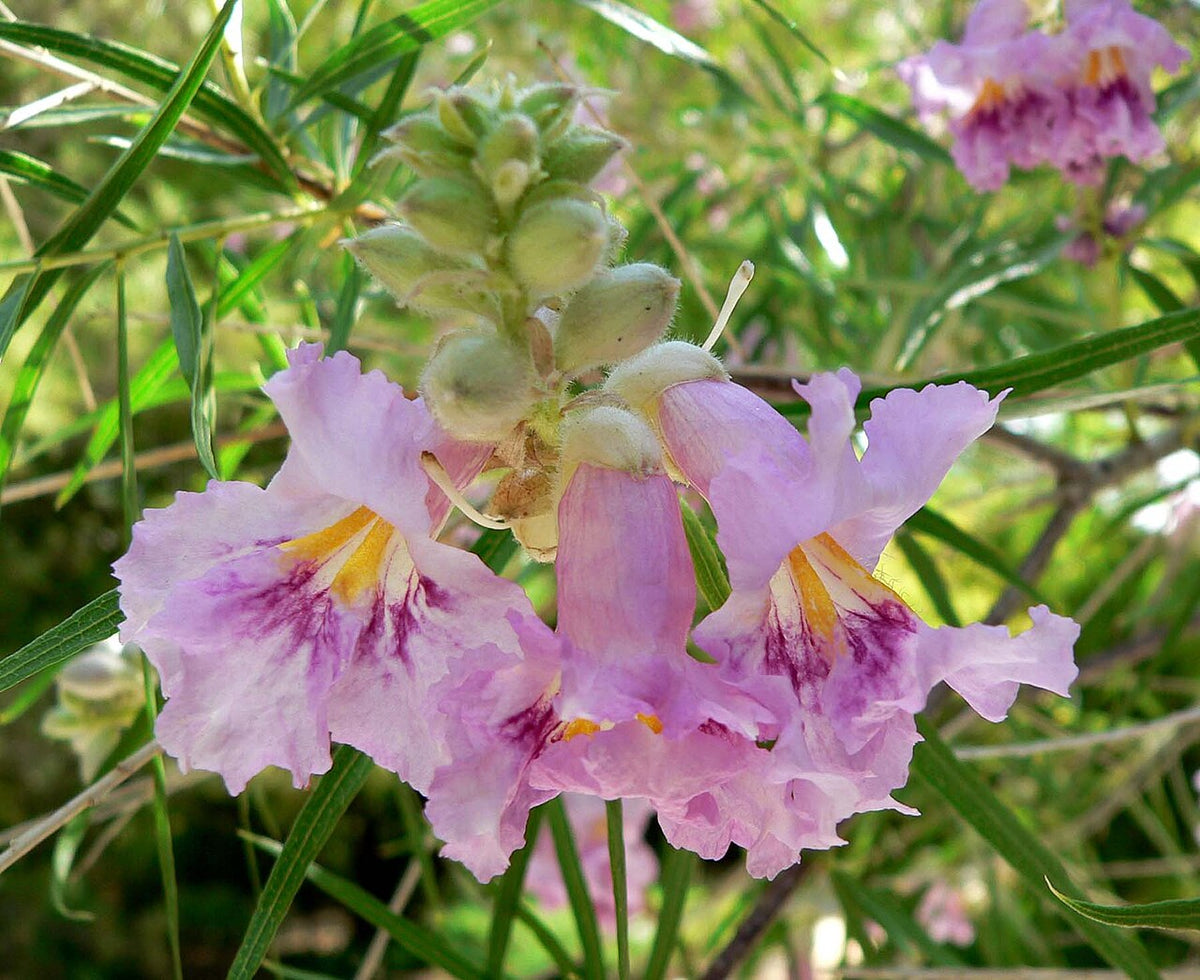 Bubba Desert Willow