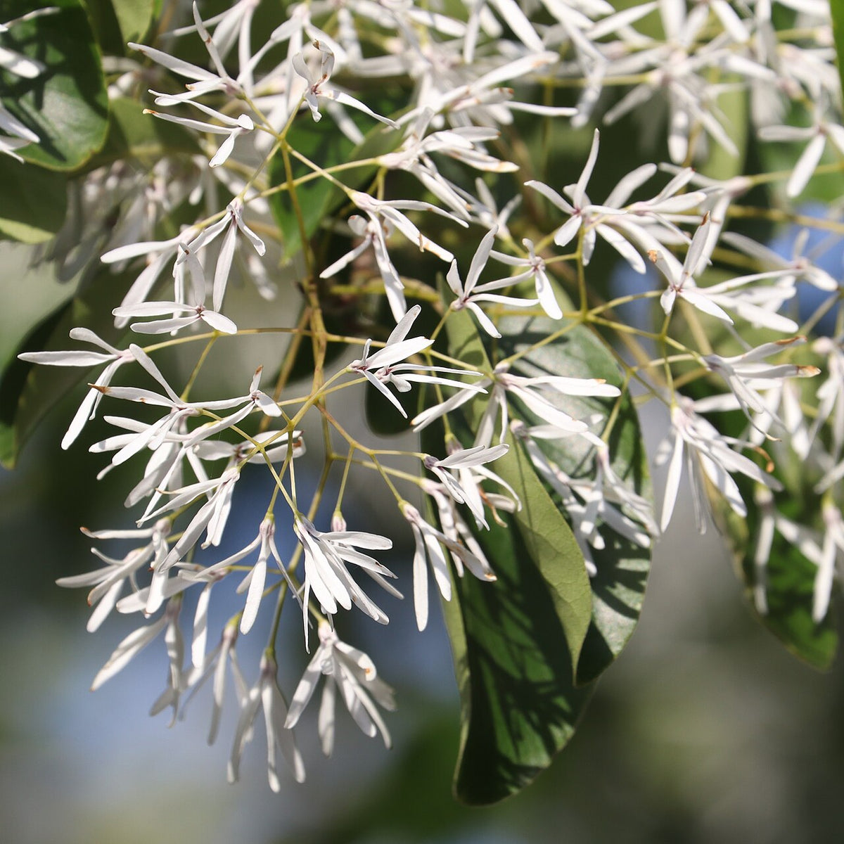 Chinese Fringetree