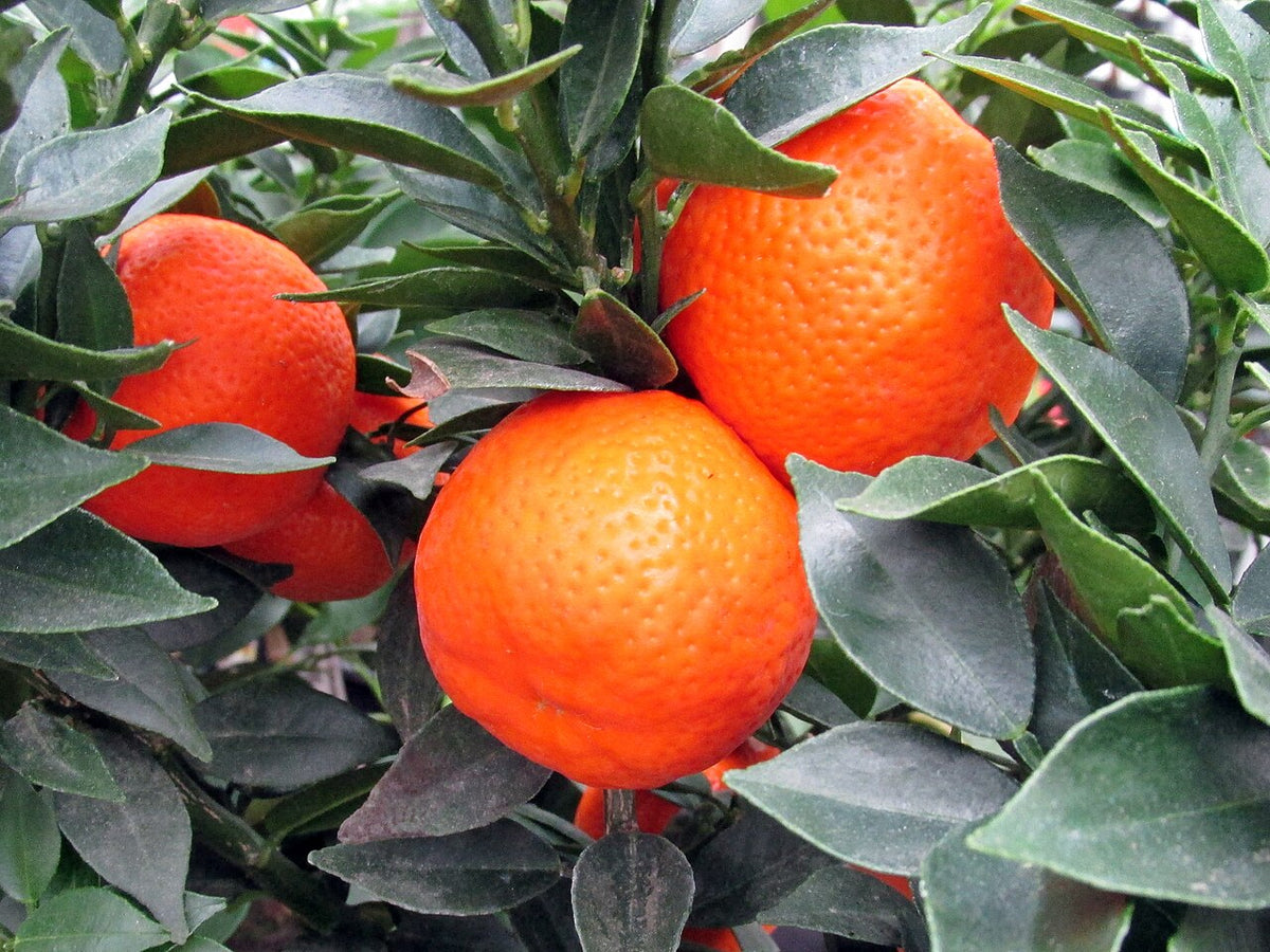 Clementine Mandarin