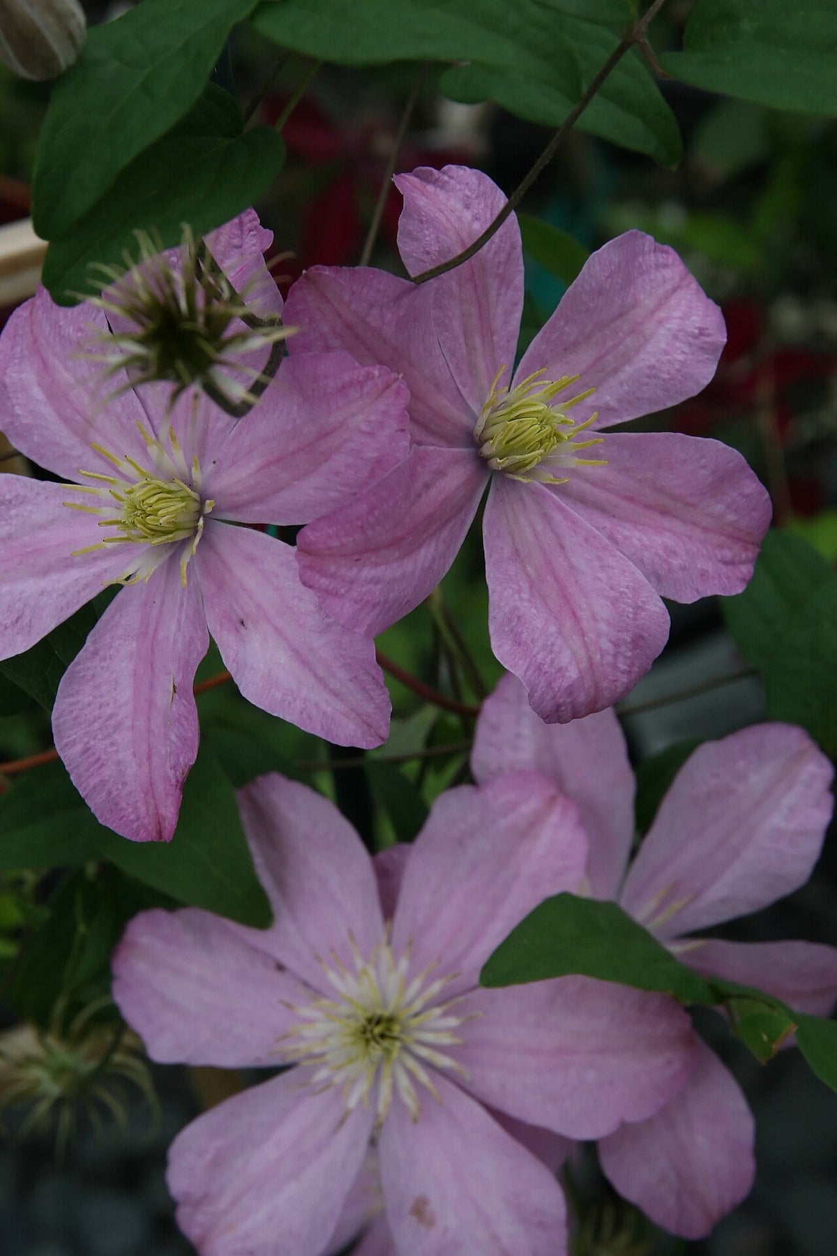 Clematis Varieties