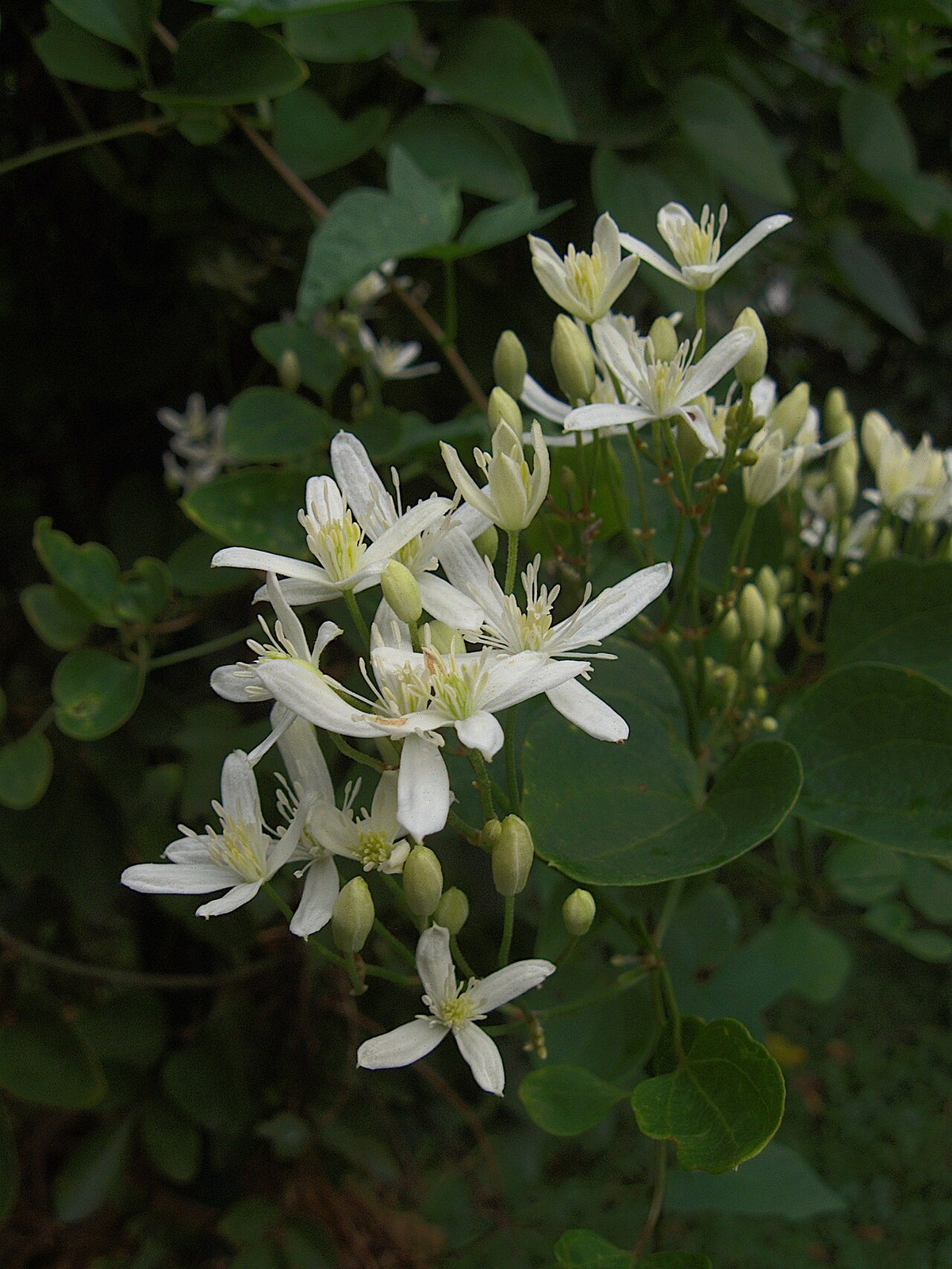 Sweet Autumn Clematis
