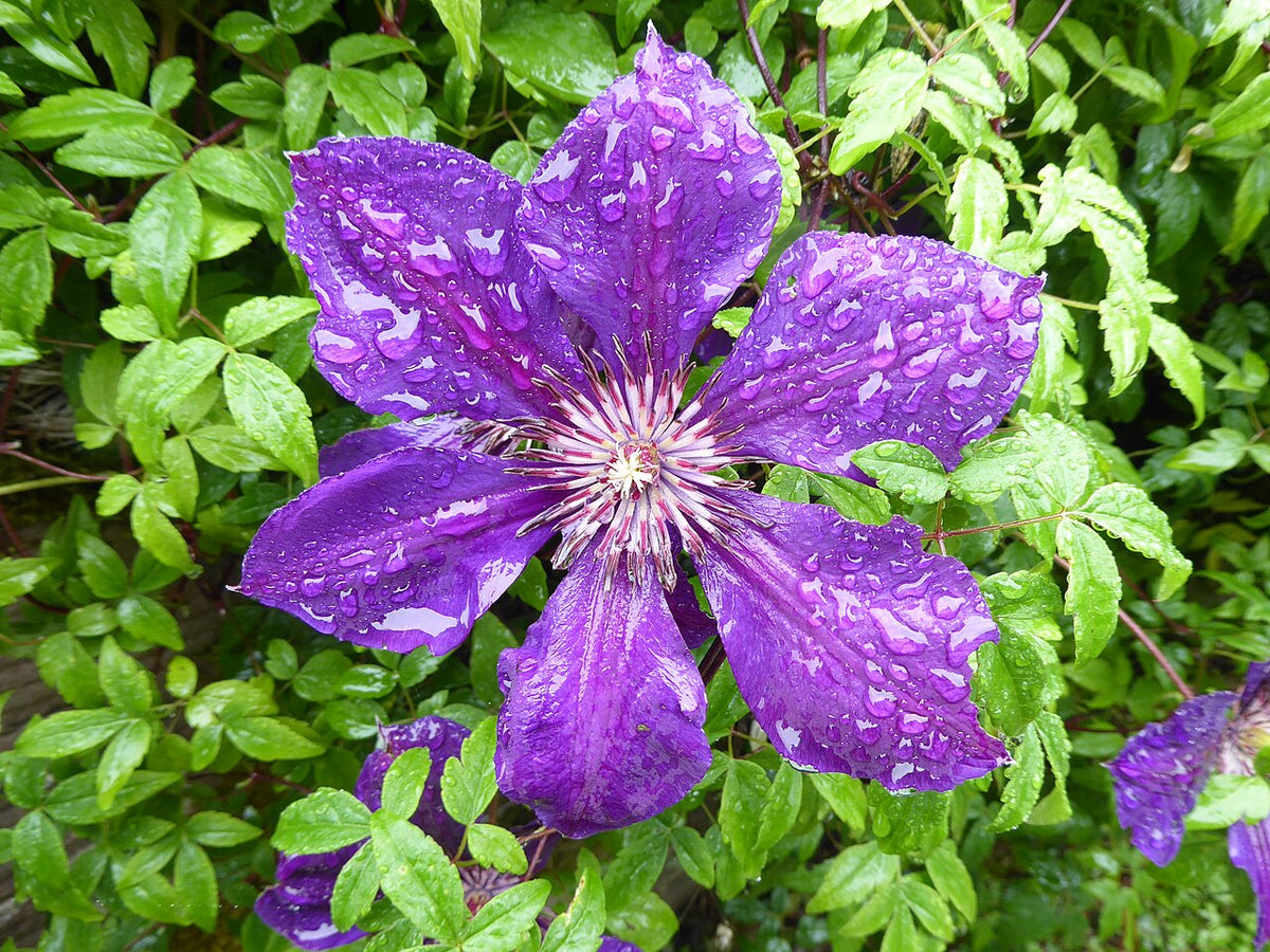 Jackmanii Clematis