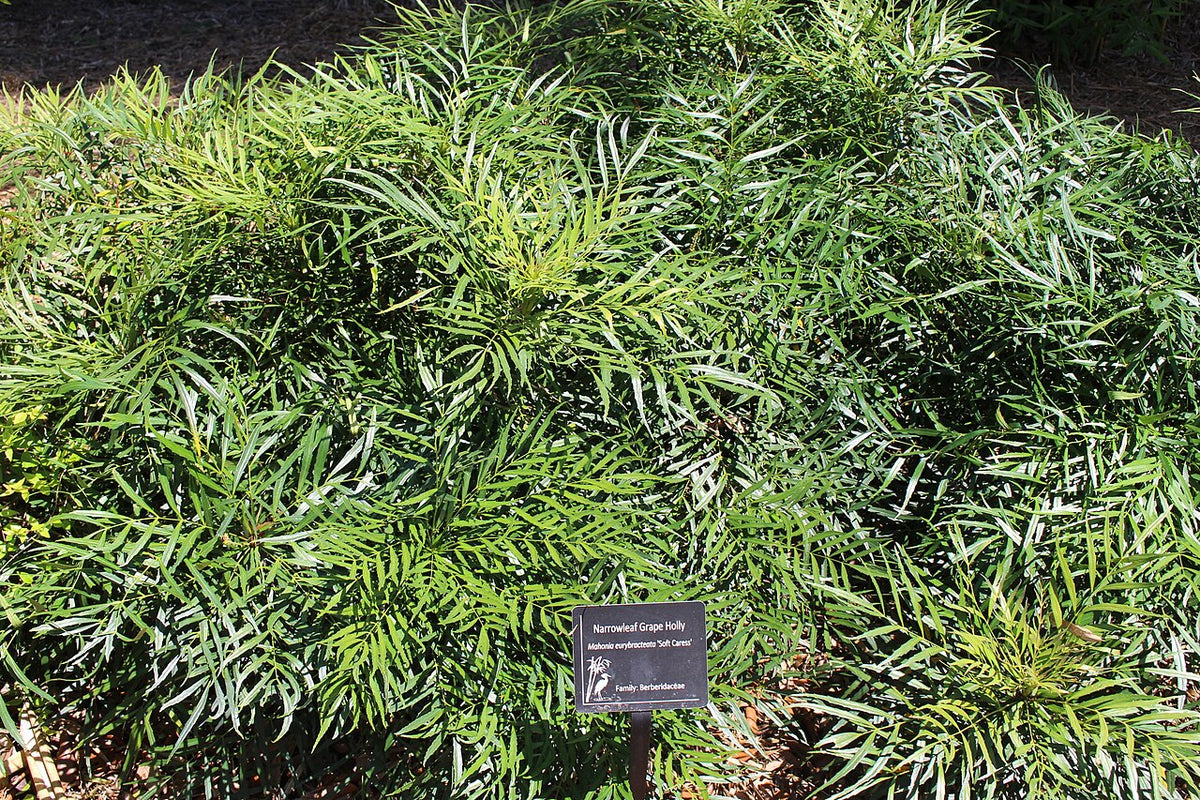 Soft Caress Mahonia