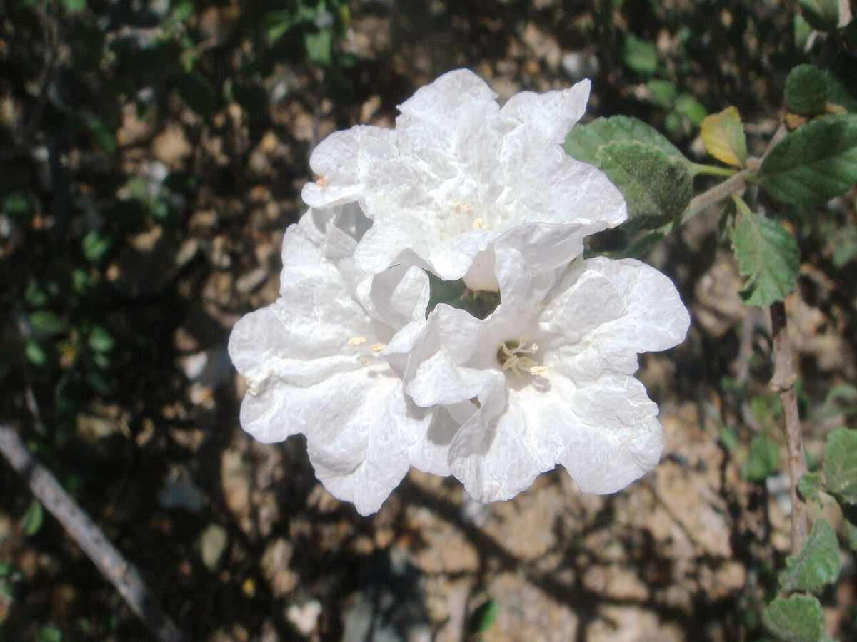 Little Leaf Cordia