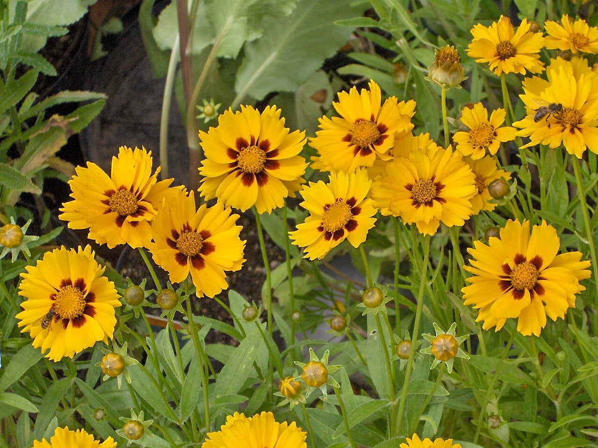 Uptick Coreopsis