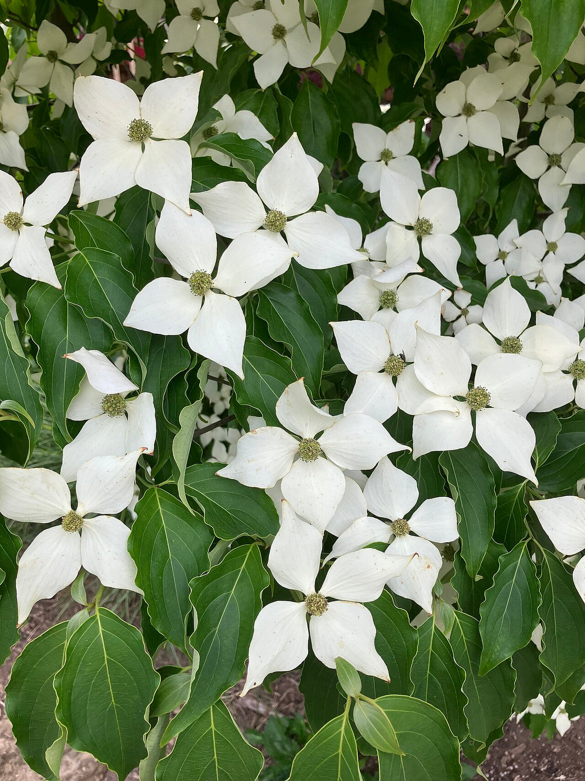 Venus Dogwood