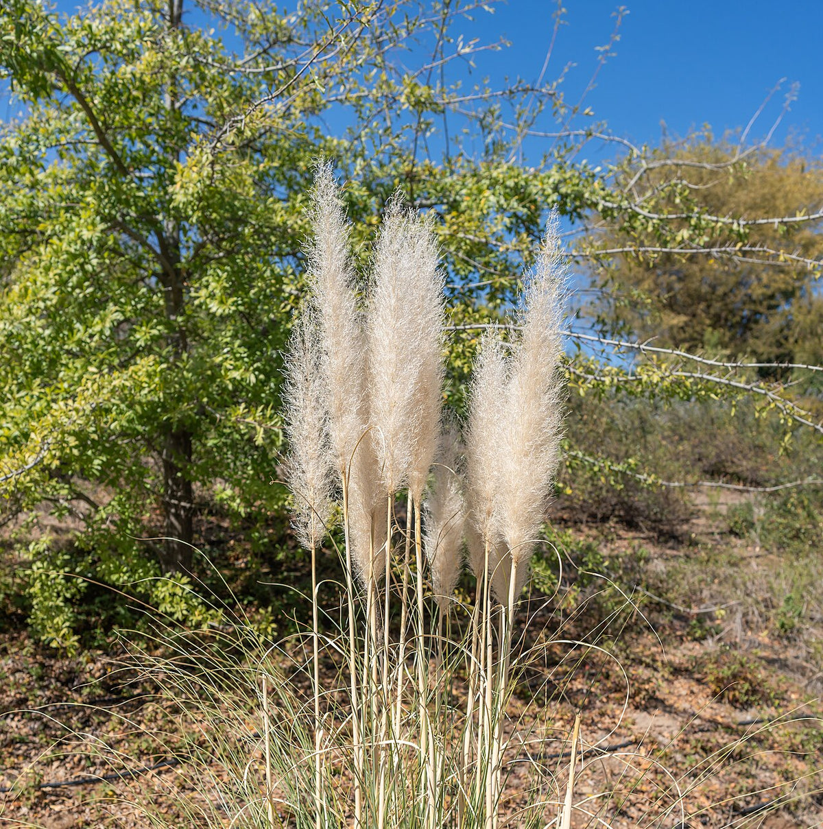 Pampas Grass Varieties