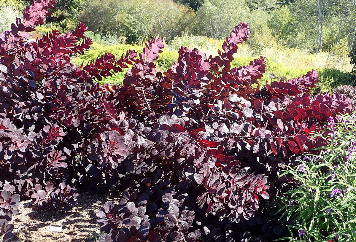 Royal Purple Smoke Tree