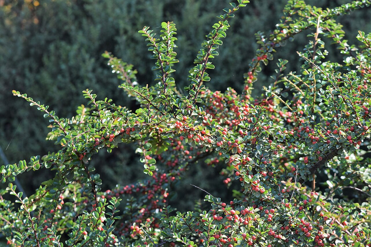 Tom Thumb Cotoneaster