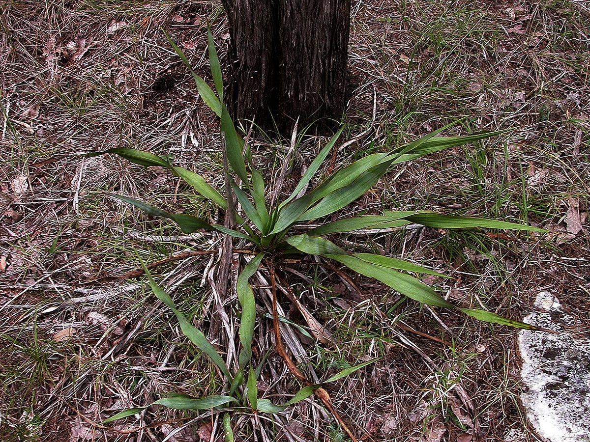 Twisted Leaf Yucca