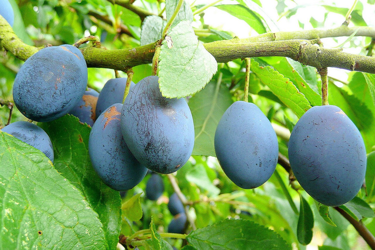 Plum Varieties