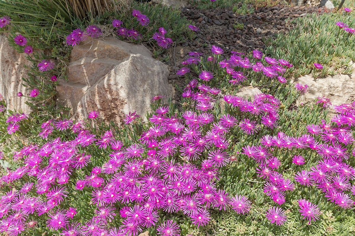 Ice Plant (Delosperma)