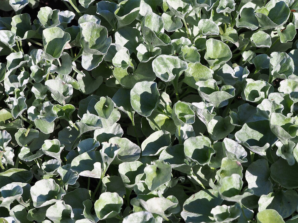 Silver Ponyfoot (Dichondra)