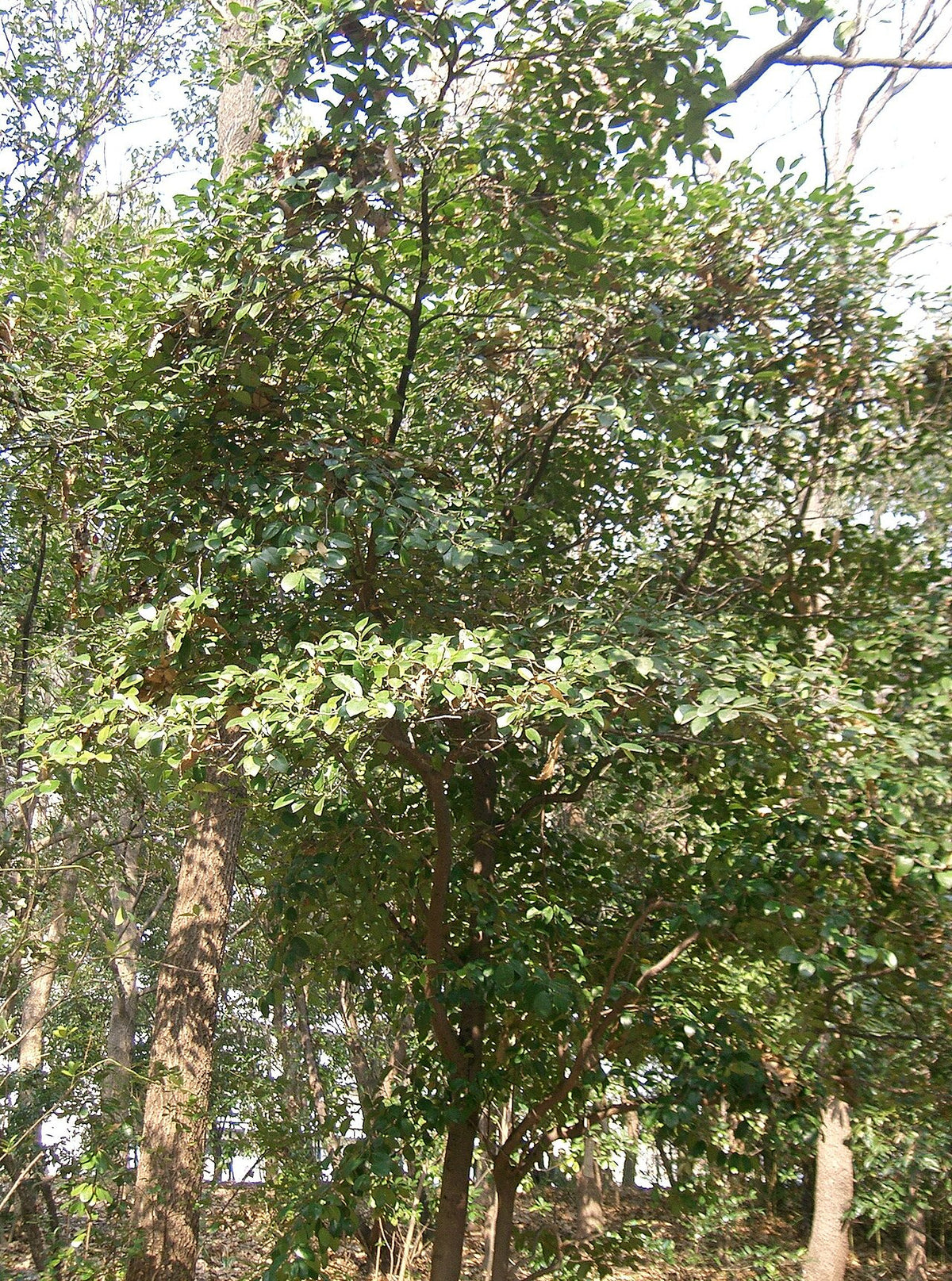 Distylium Varieties