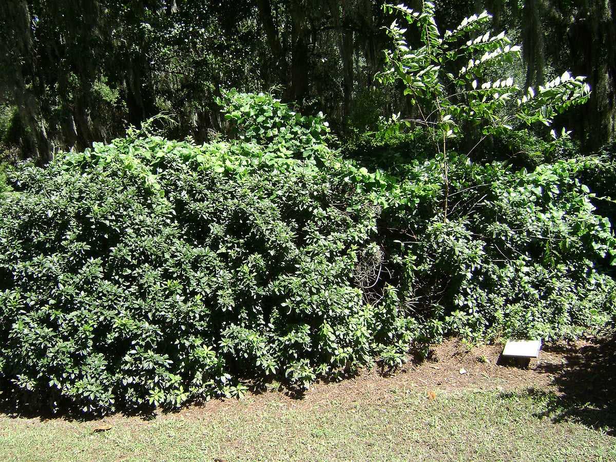 Southern Indica Azalea