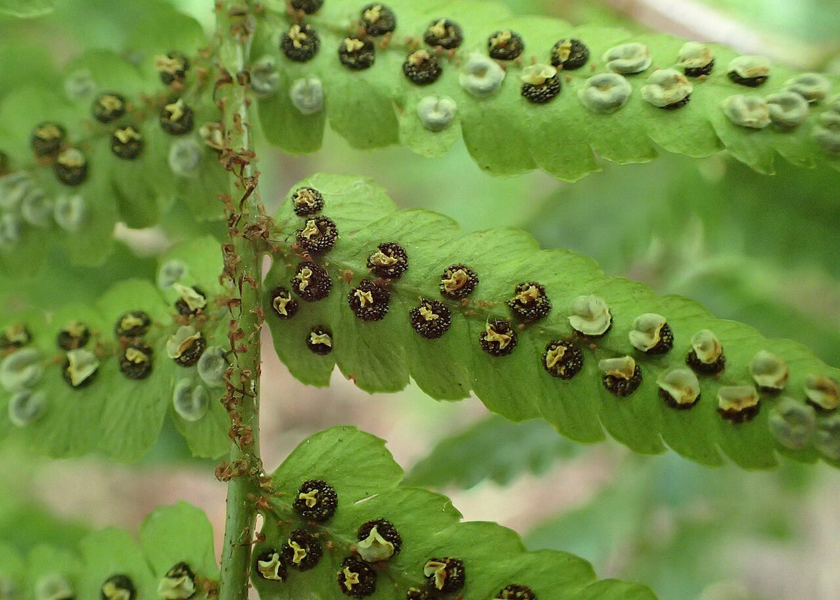 Autumn Fern