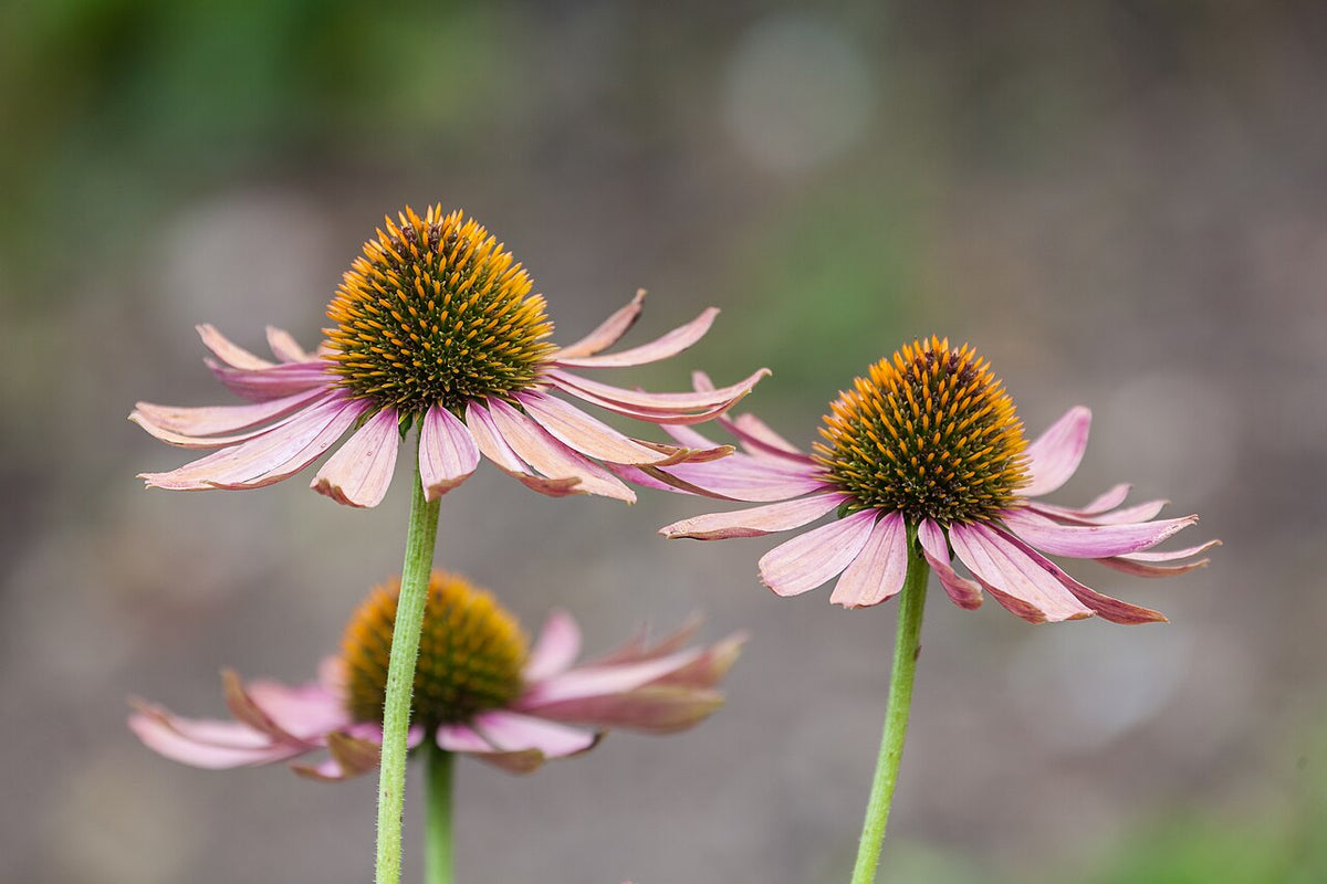 Purple Coneflower (Echinacea)