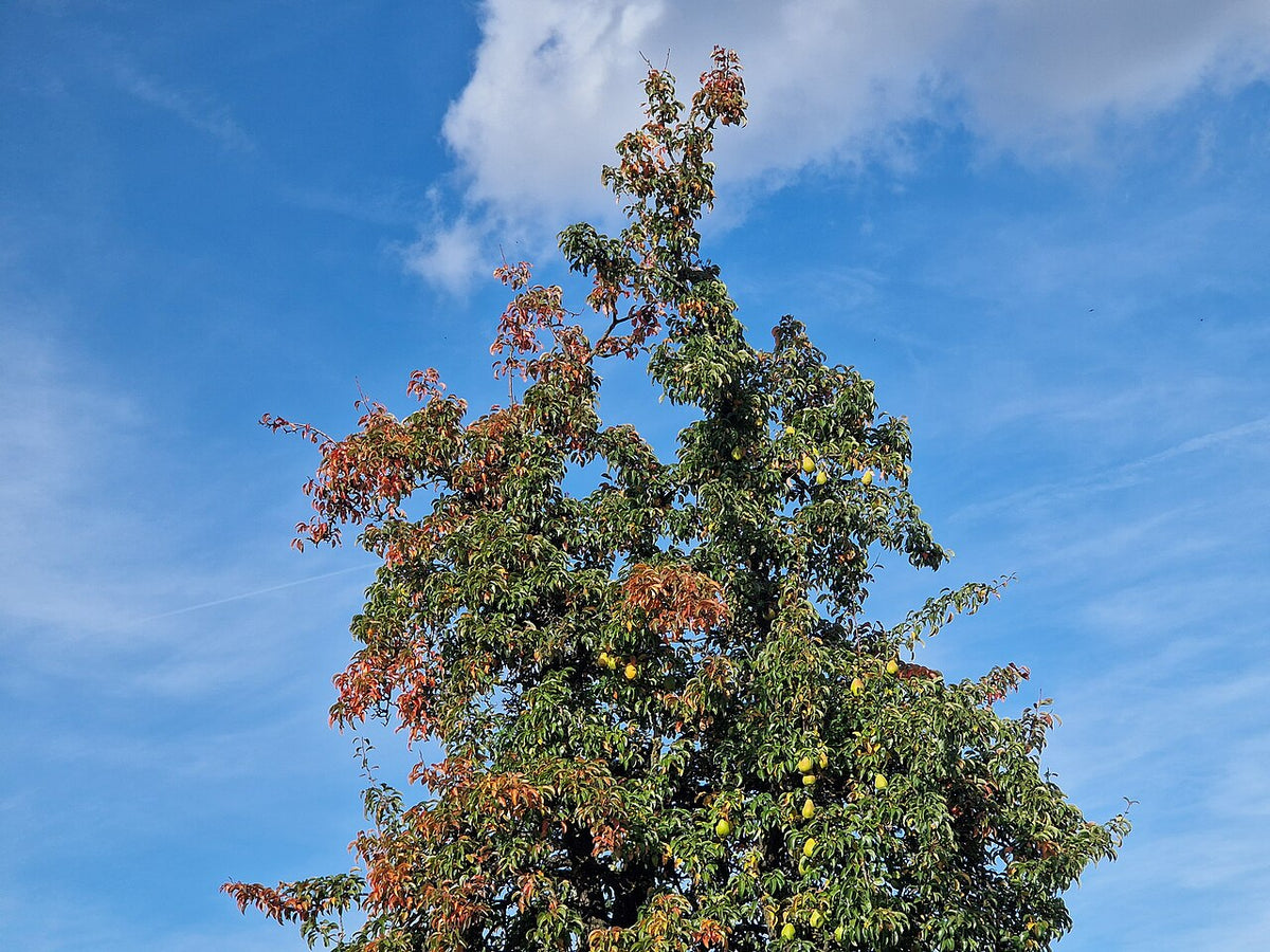 Pear Varieties