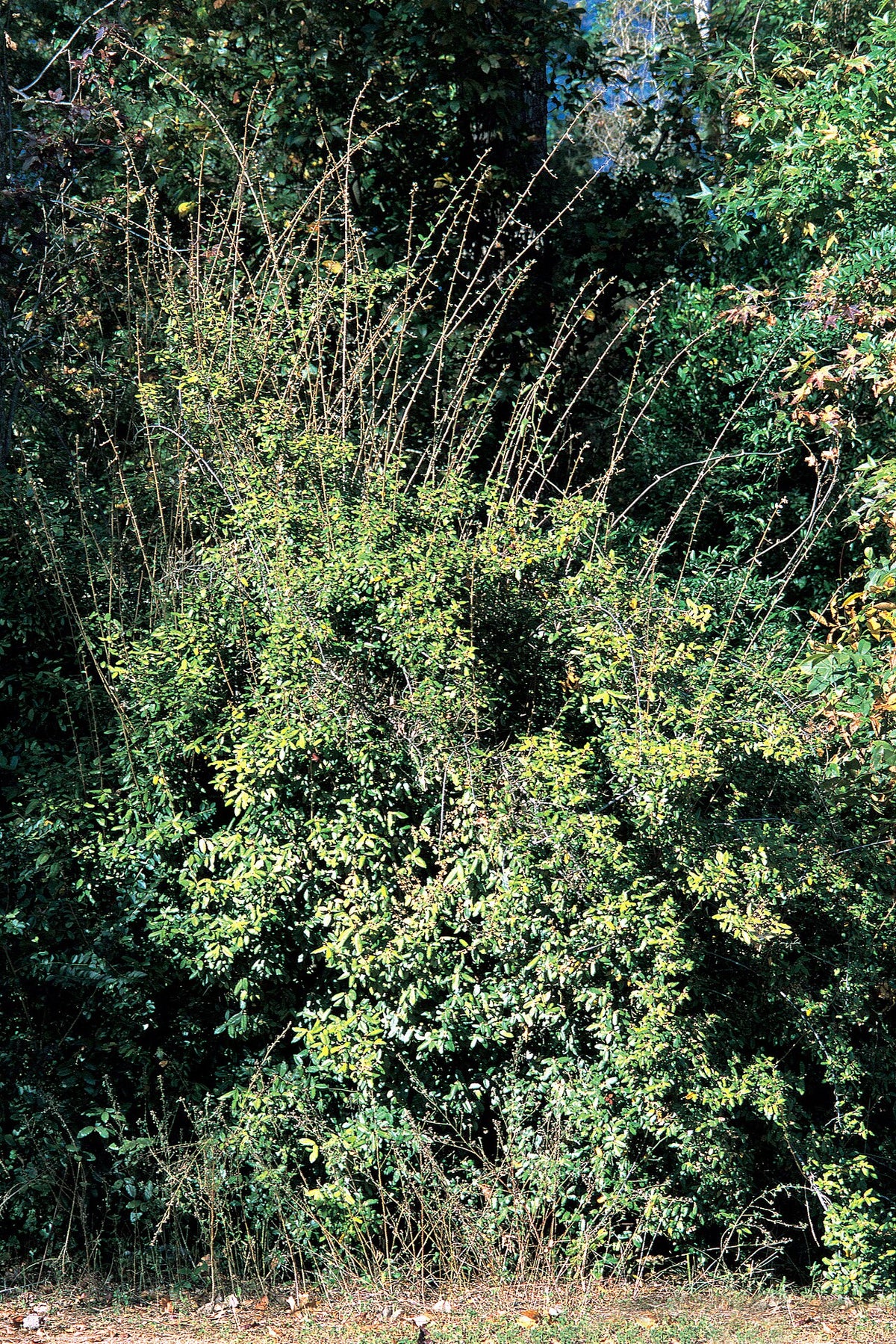 Silverberry (Elaeagnus)