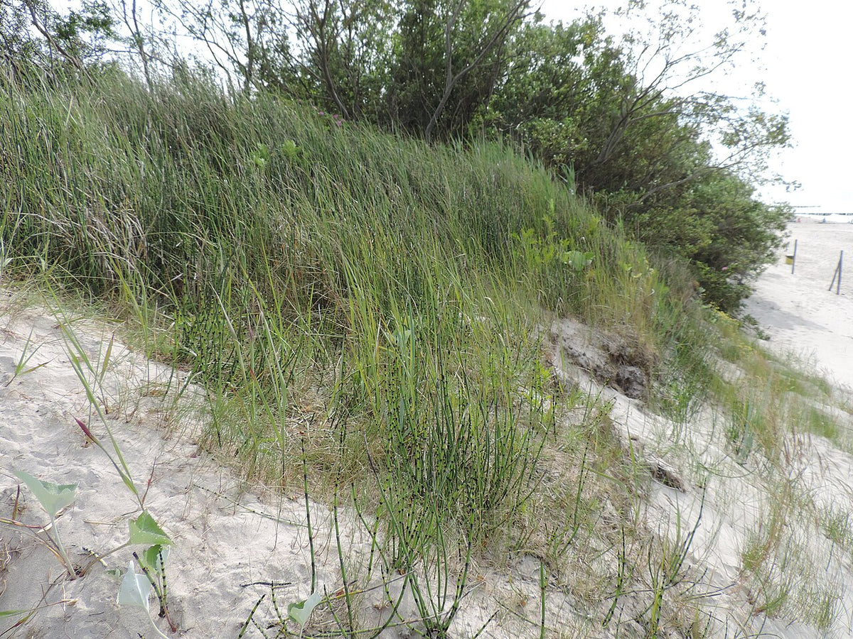 Horsetail Reed