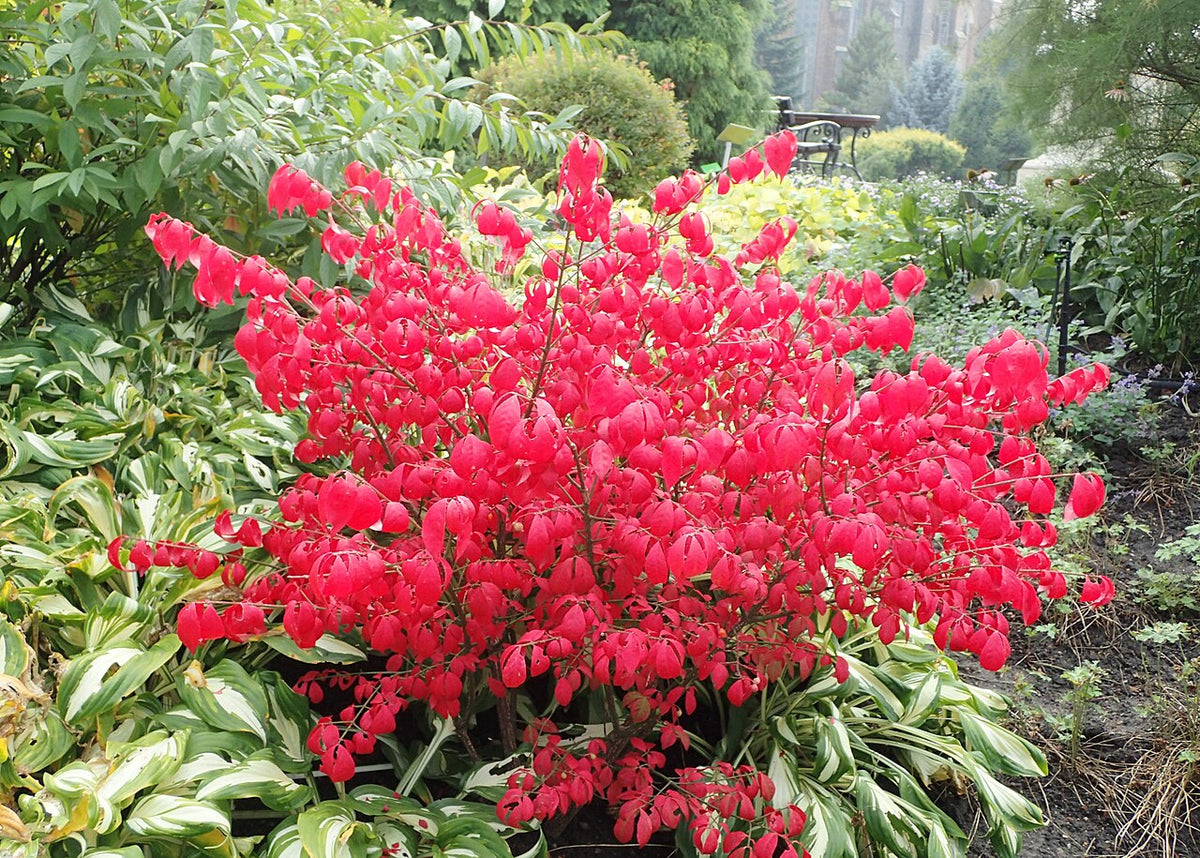 Dwarf Burning Bush