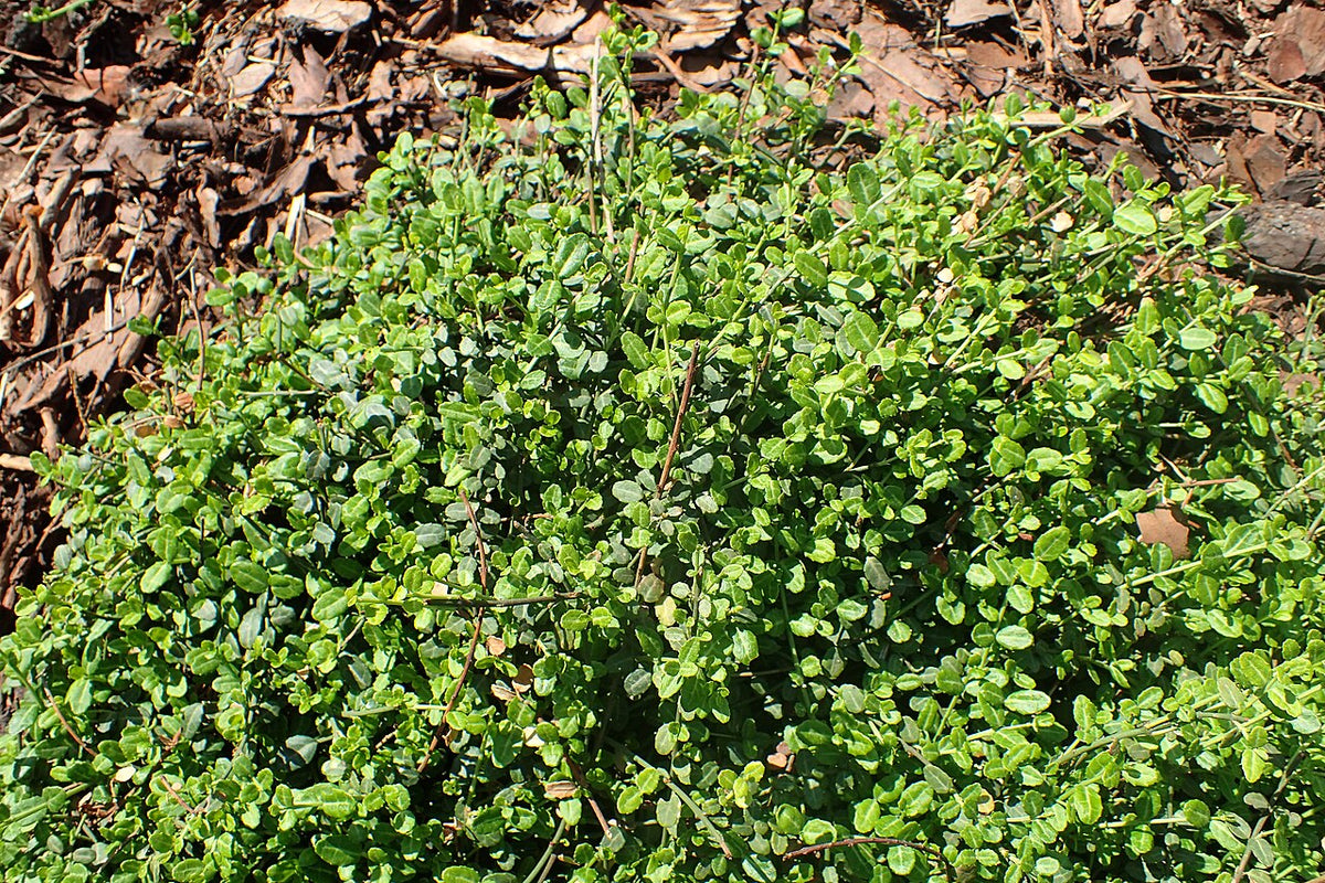 Euonymus Varieties
