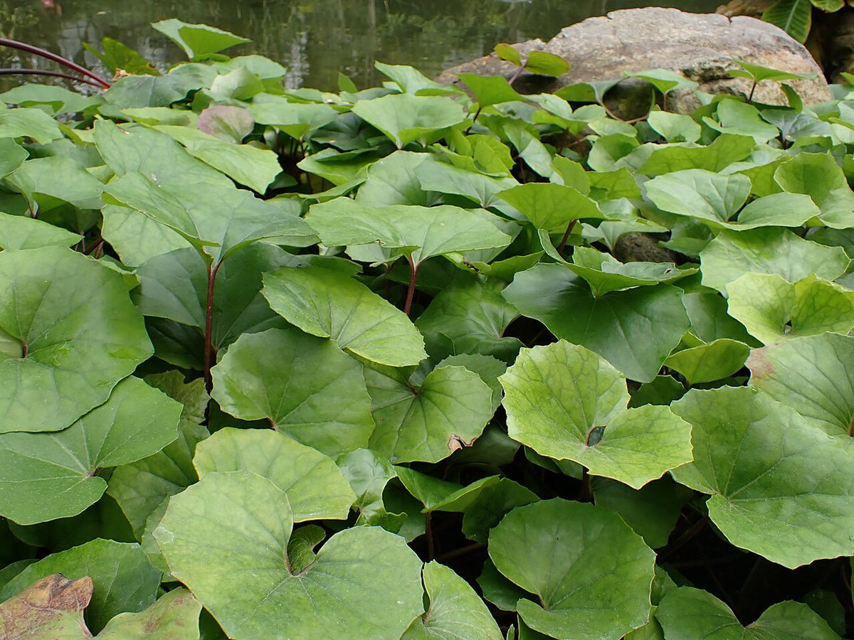 Leopard Plant (Farfugium)