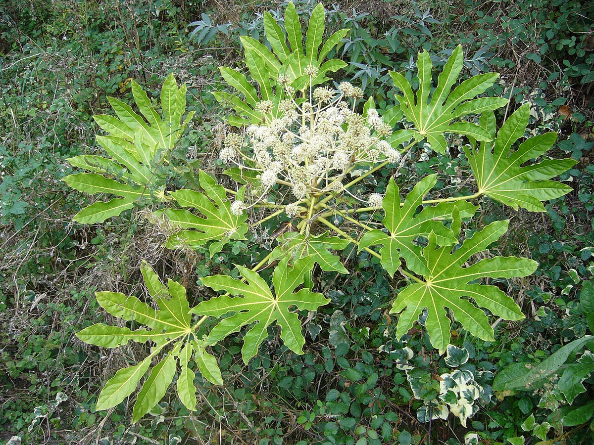 Fatsia (Japanese Aralia)