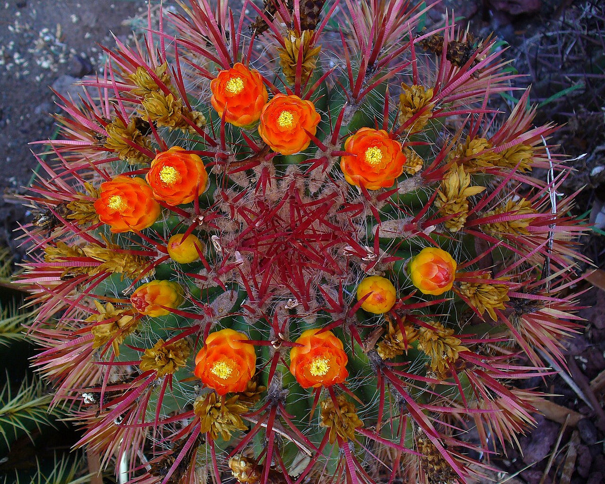Fire Barrel Cactus