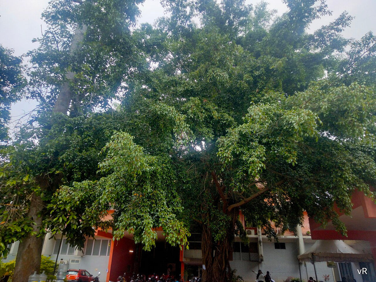 Weeping Fig