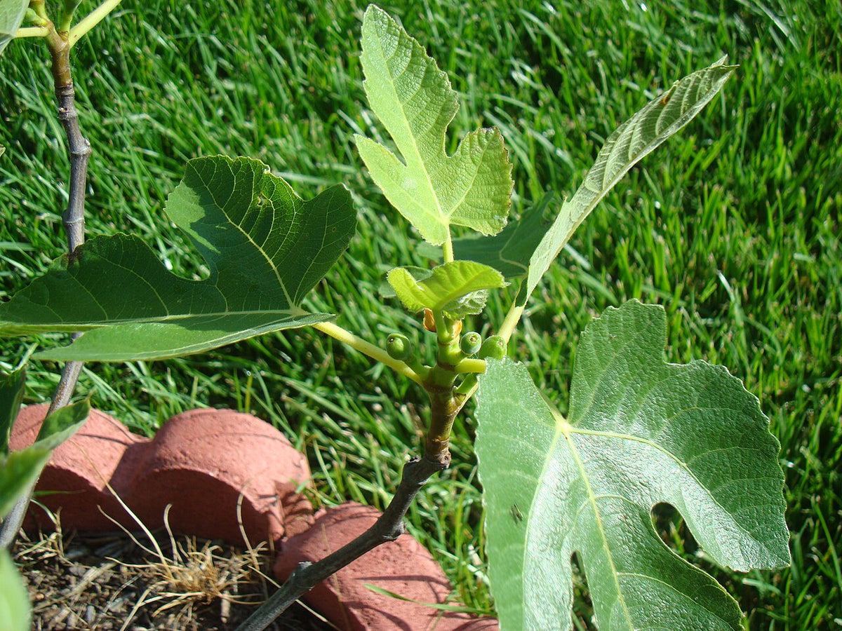 Fig Varieties