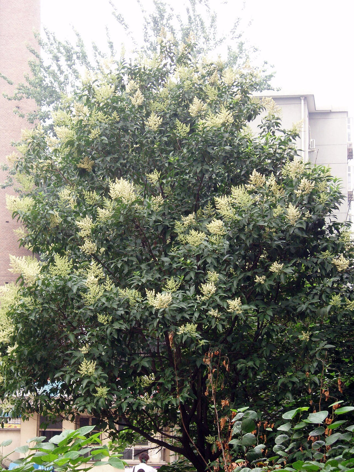 Glossy Privet Hedge
