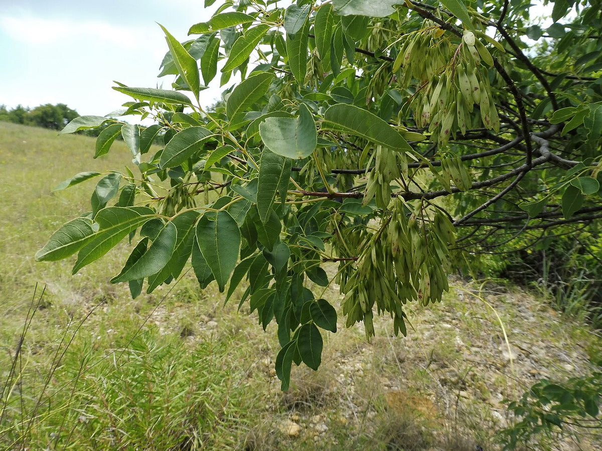Texas Ash