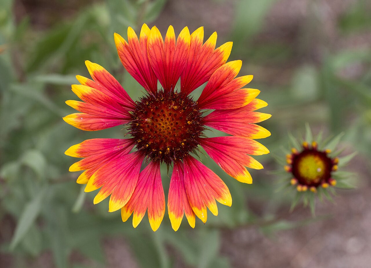 Indian Blanket (Gaillardia)