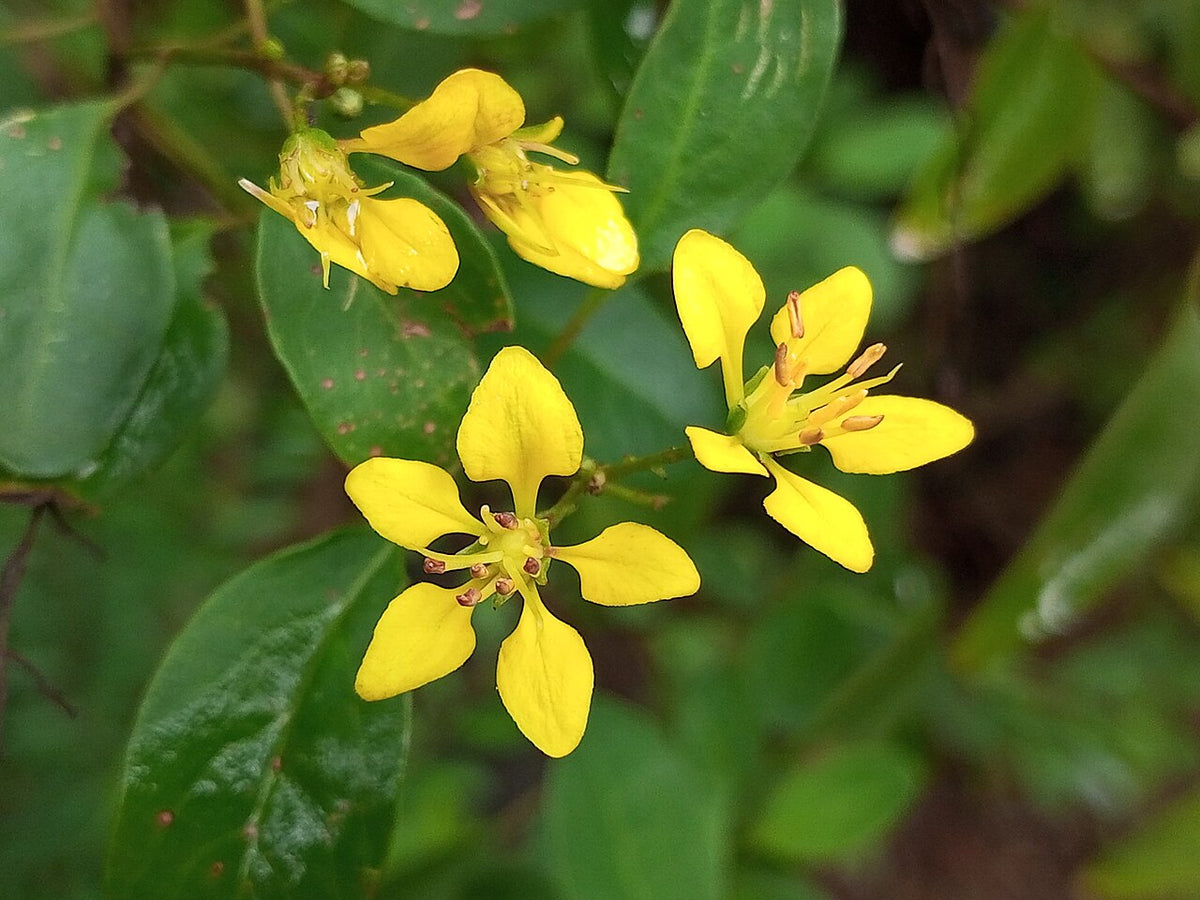 Thryallis (Slender Goldenshower)