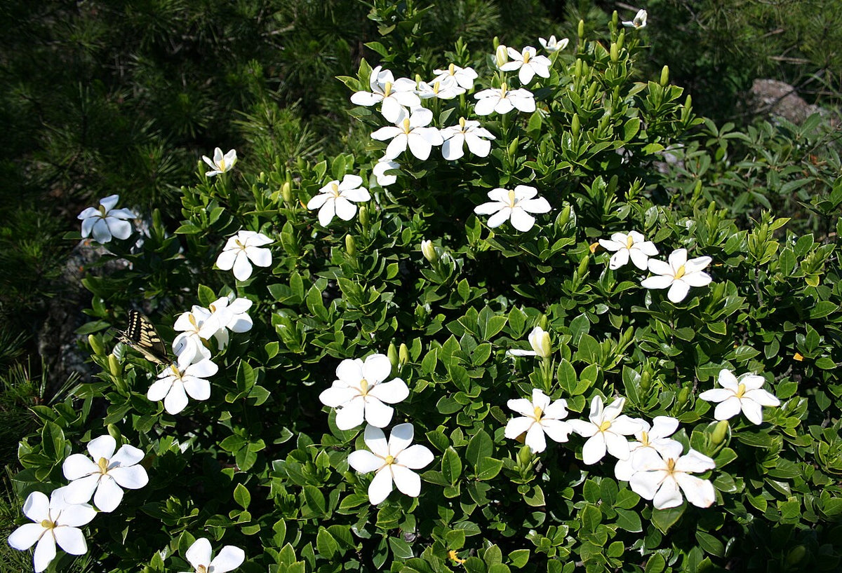 Frost Proof Gardenia