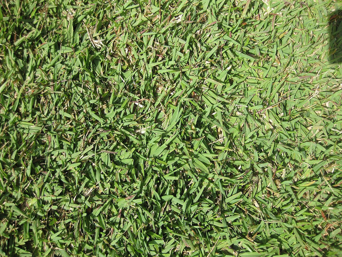 Cavalier Zoysia Sod