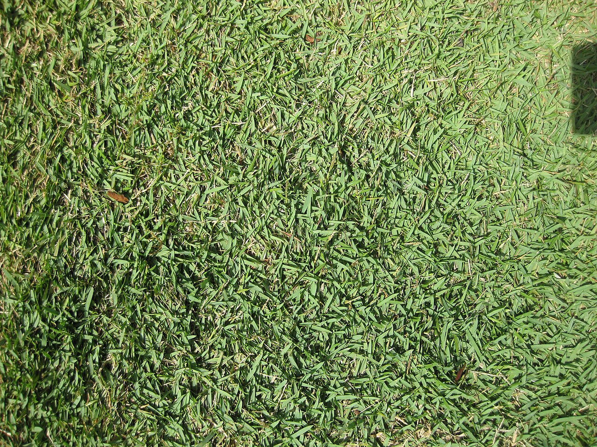 Palisades Zoysia Sod