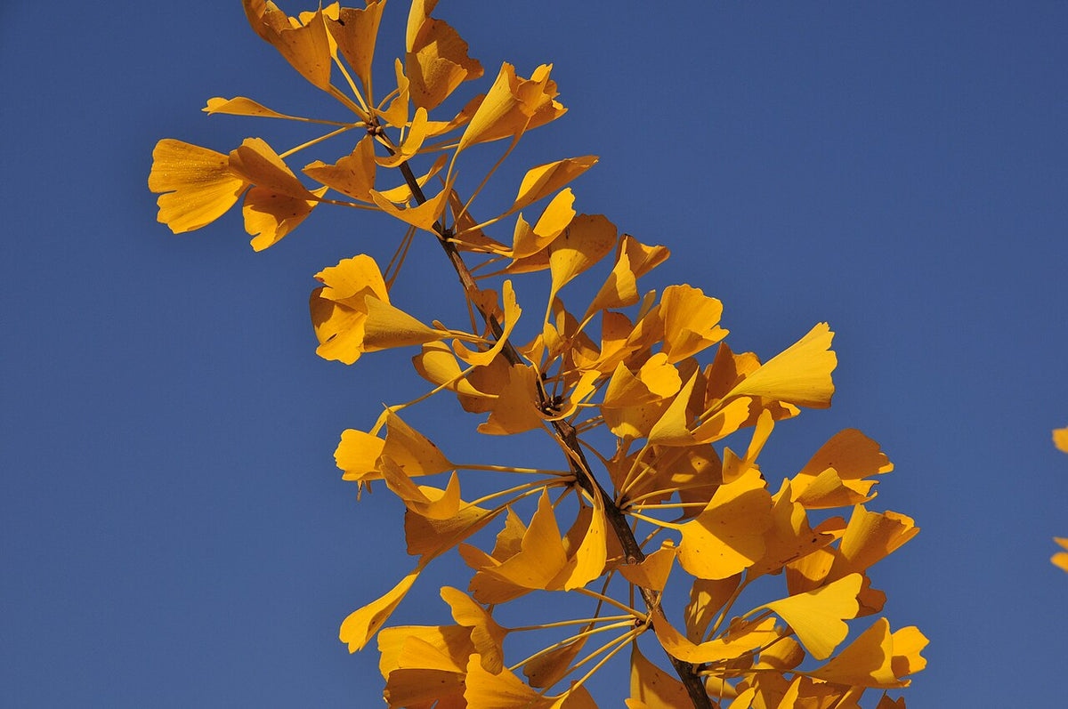 Ginkgo (Maidenhair Tree)