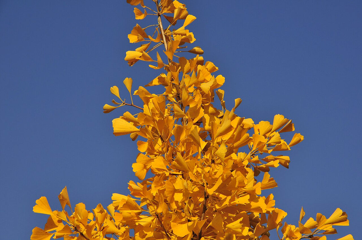 Autumn Gold Maidenhair Tree