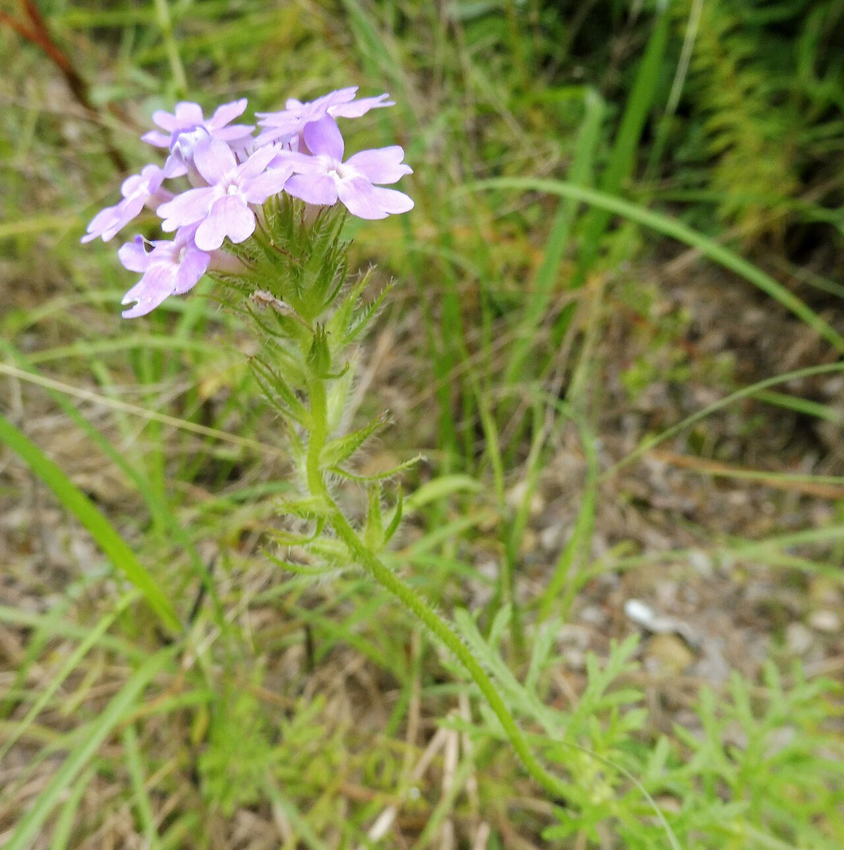 Prairie Verbena