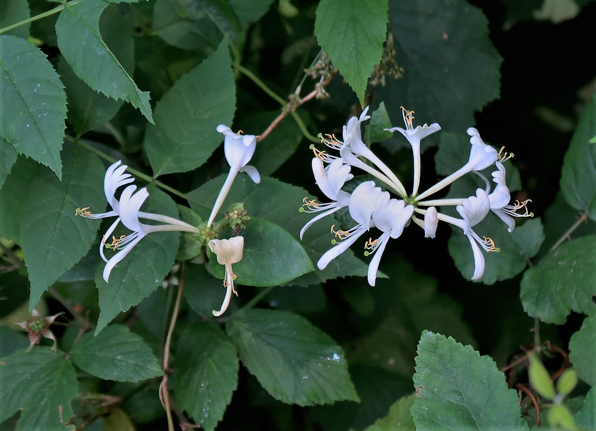 Hall's Honeysuckle