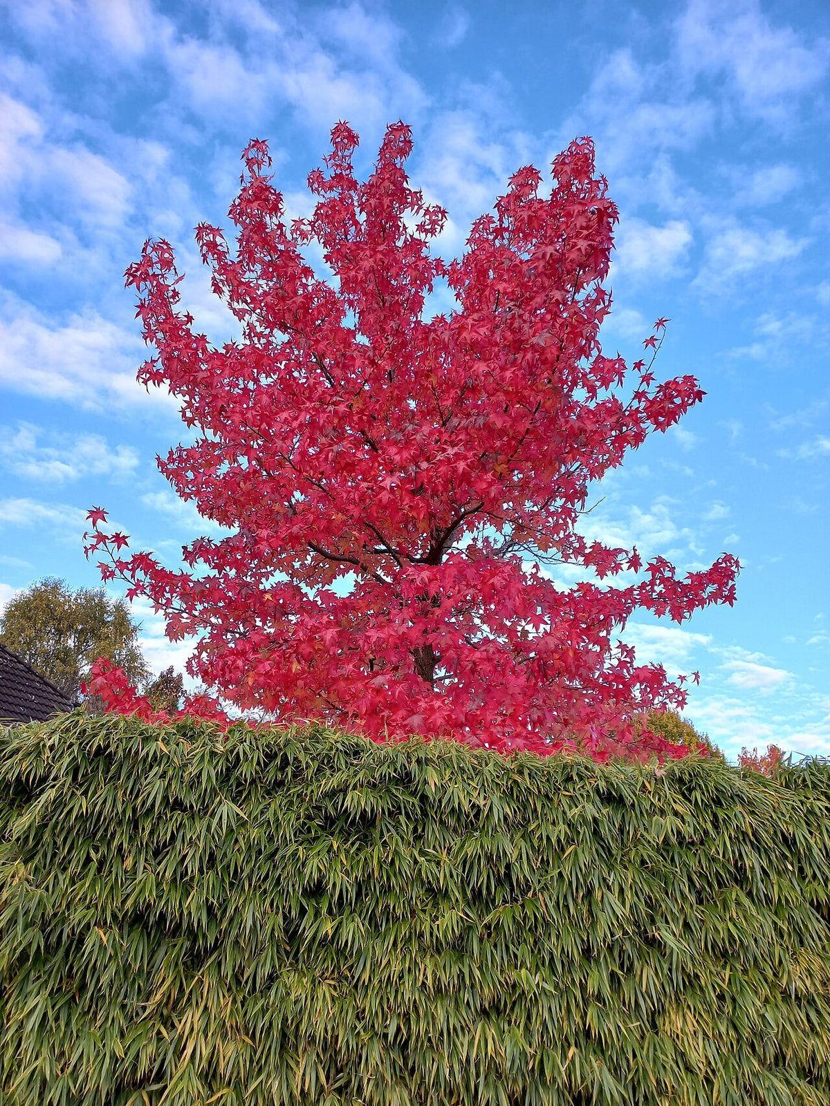 October Glory Red Maple