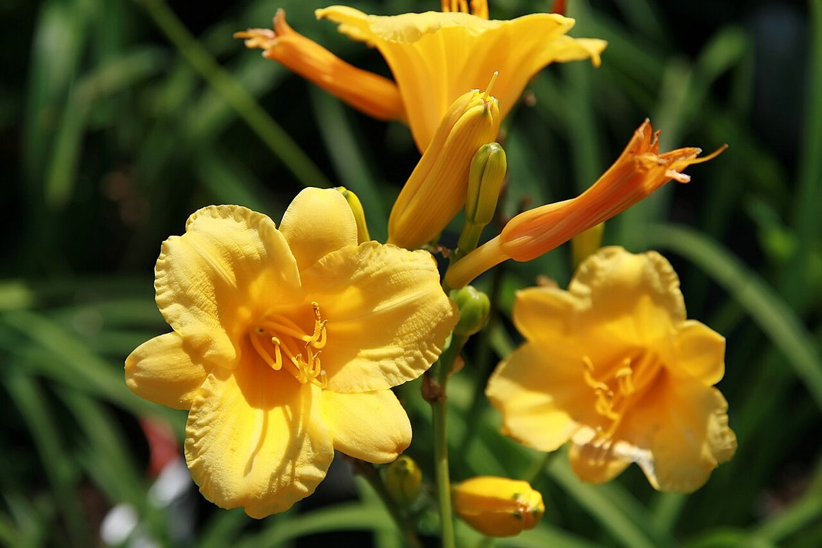 Daylily