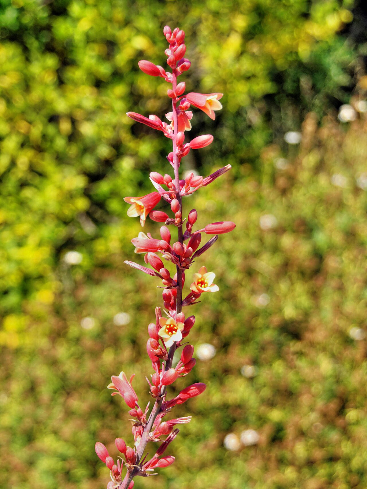 Red Yucca Varieties